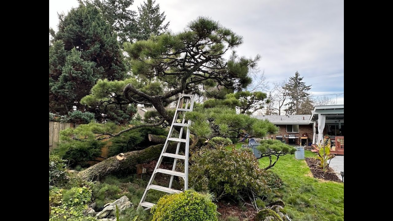 Specimen Shore Pine Cloud Pruned Niwaki Style