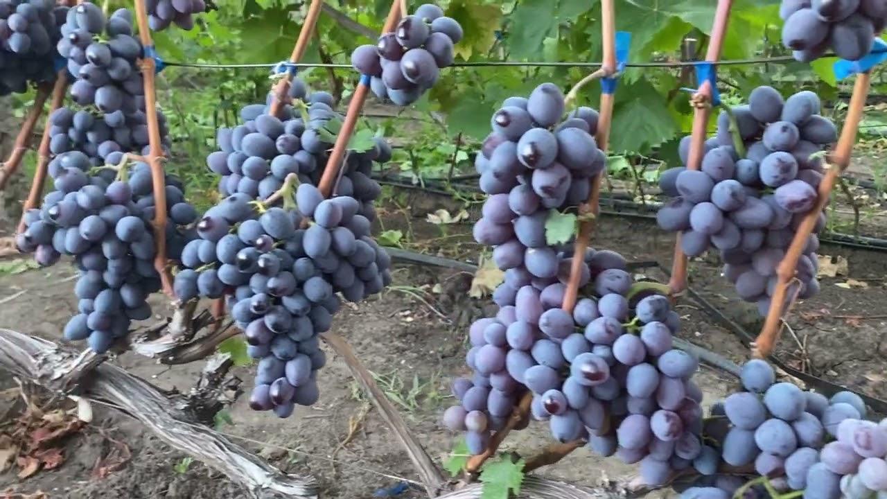 Кишмиш Сказка, шикарная форма, отличная пара Рататую, только отличные эмоции и восхищения