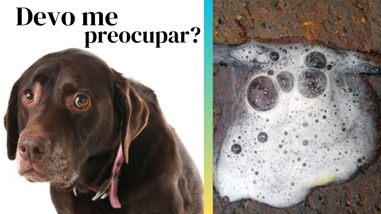 TOSSE que parece ENGASGO - Tosse dos Canis / Gripe Canina