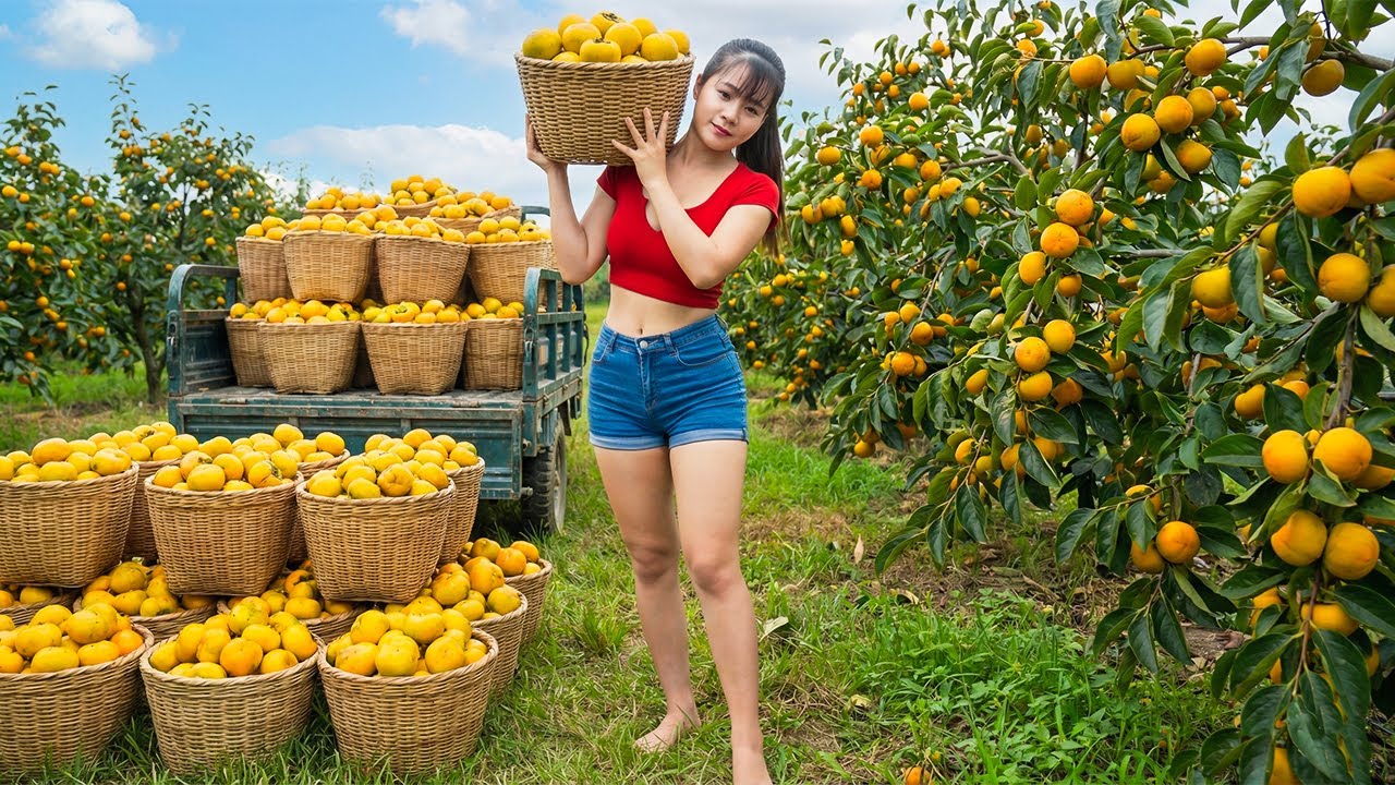 Harvesting 1500+ Yield of Golden Persimmo - Selling Out at Local Market & Healthy Fruit Salad Recipe