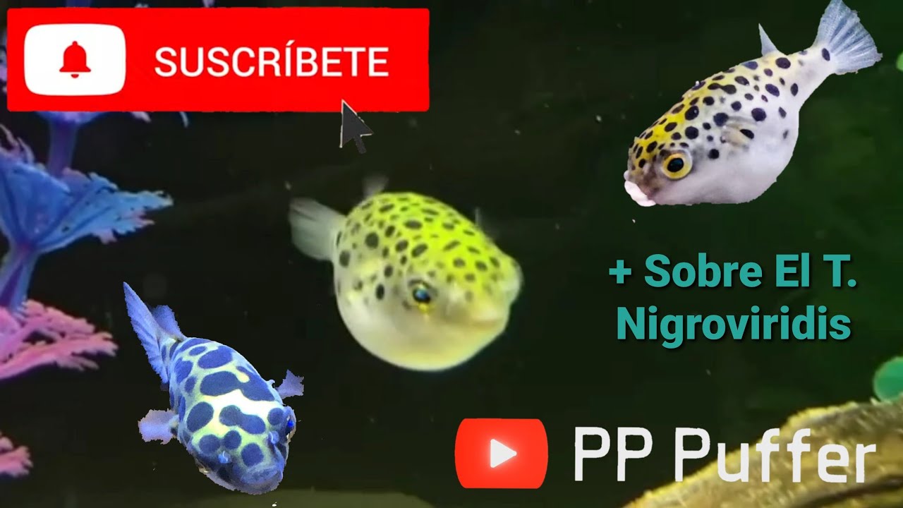 Más Info Sobre T Nigroviridis