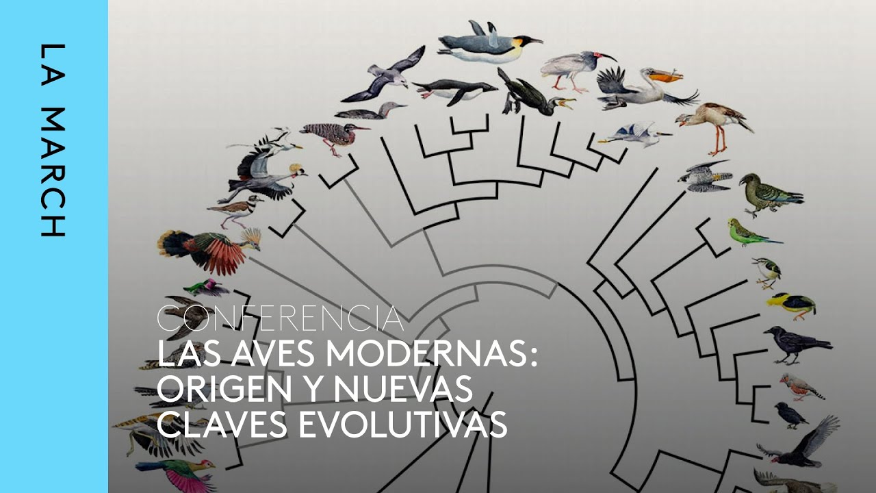 El vuelo (III): Aves modernas · La March