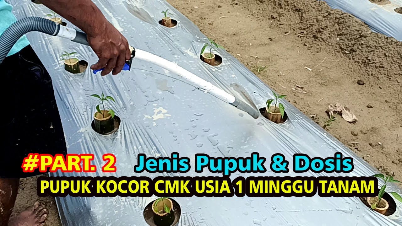 BAHAN PUPUK PERTAMA CABE MERAH KERITING PART 2