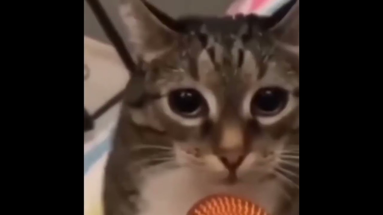 Давай, давай, в микрофон поори. Оригинал. #useless #memes #meme #cat #shorts