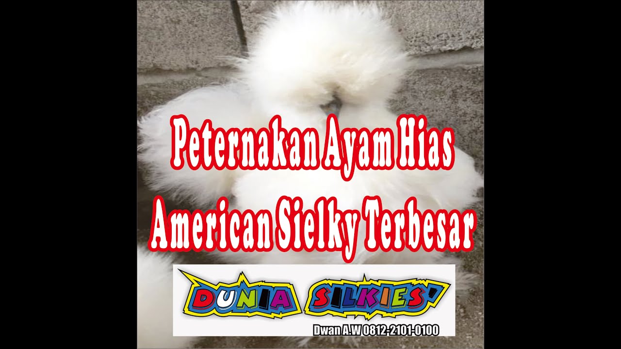 ternak ayam american silkie - american silkie chicken