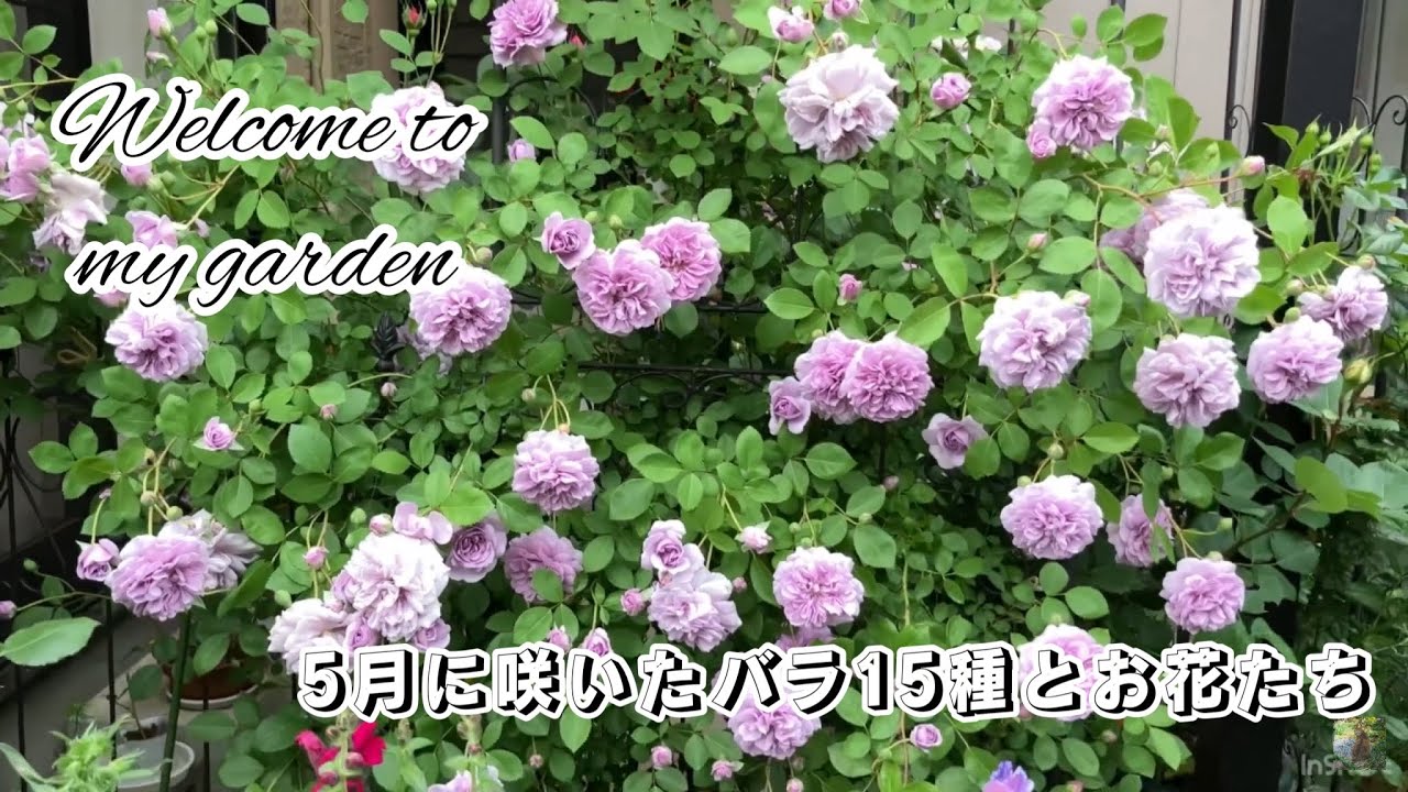 5月に咲いたバラ15種とお花たち【バラ/薔薇/ガーデニング/春のお庭/春のお花/Rose garden/May garden tour】