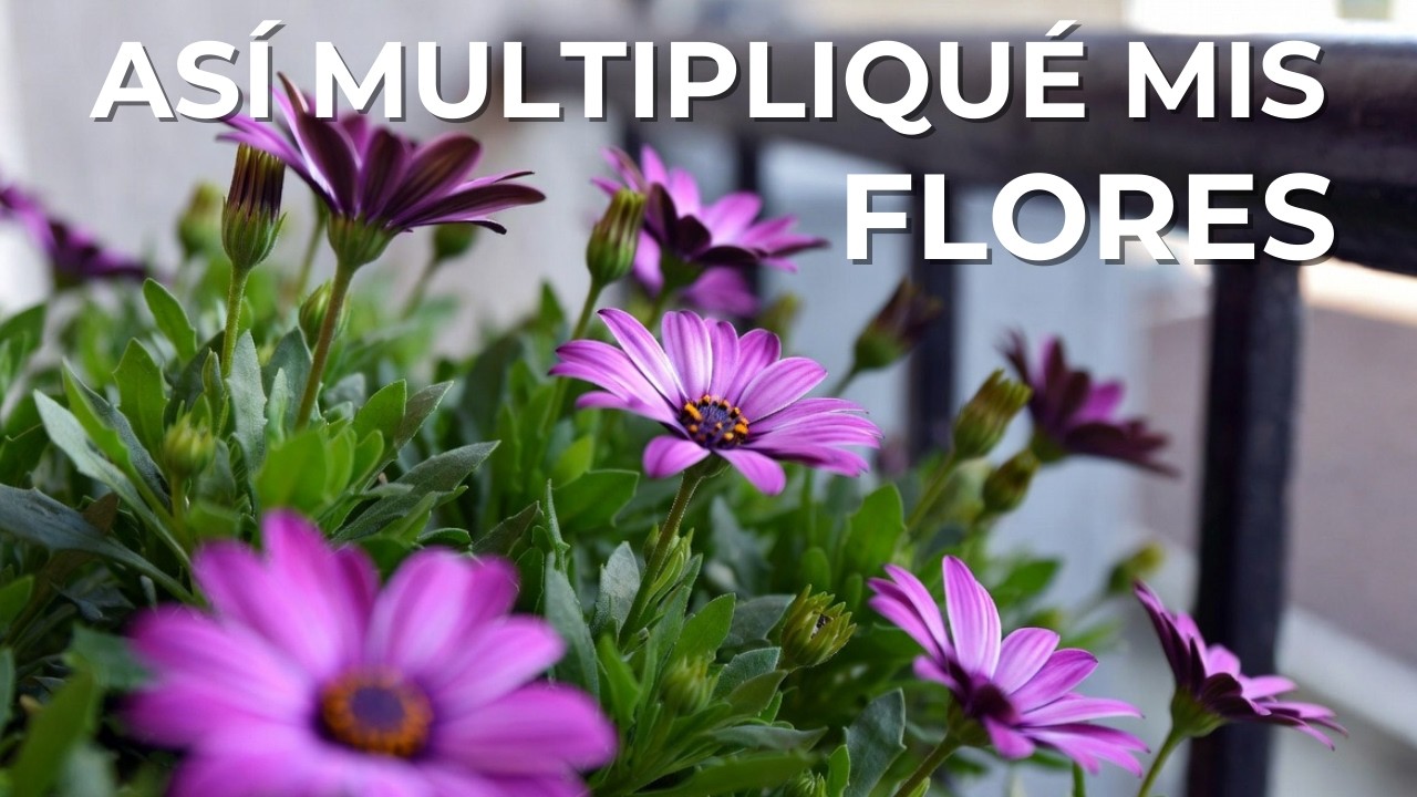 Cómo REPRODUCIR DIMORPHOTECAS por ESQUEJES y llenar tu balcón de FLORES 🌼 (margarita africana)