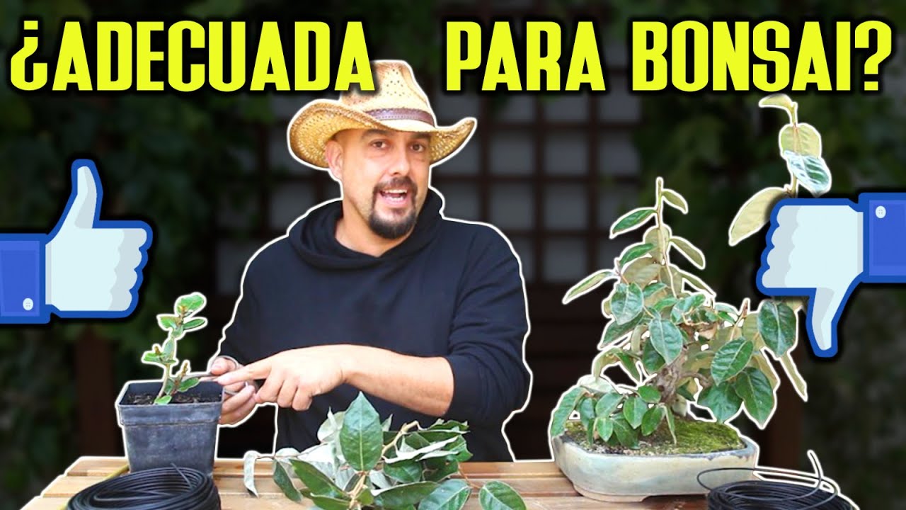 Plantas adecuadas para hacer bonsai según tu ubicación