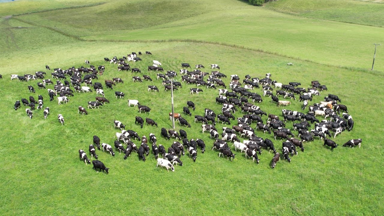 Grazing management with the Halter system