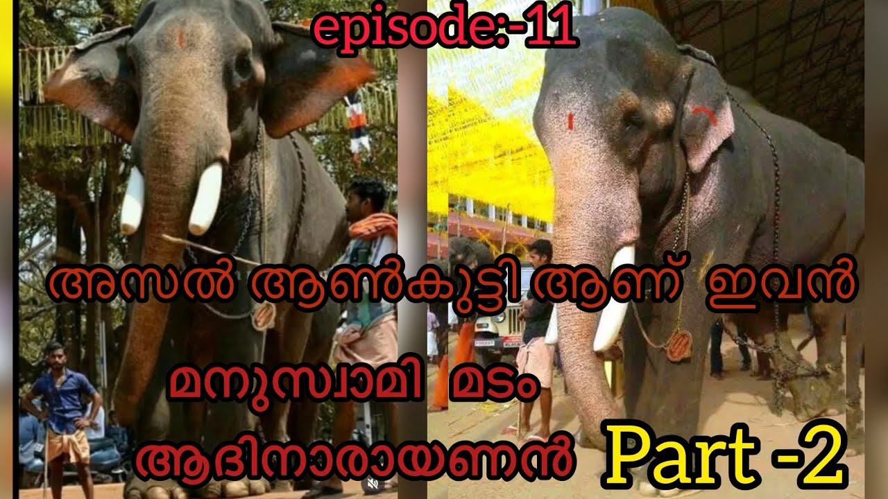 അവൻ  ഒരു ആനയുടെ കുട്ടി തന്നെ  ആയിരുന്നു 🐘🔥/Malayalam elephant story/#elephant #elephantstory #aana 
