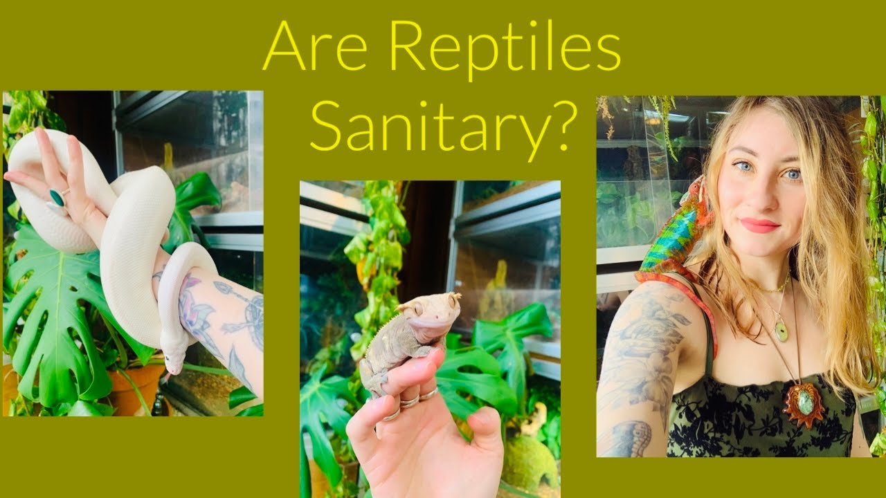 Are Reptiles Sanitary?