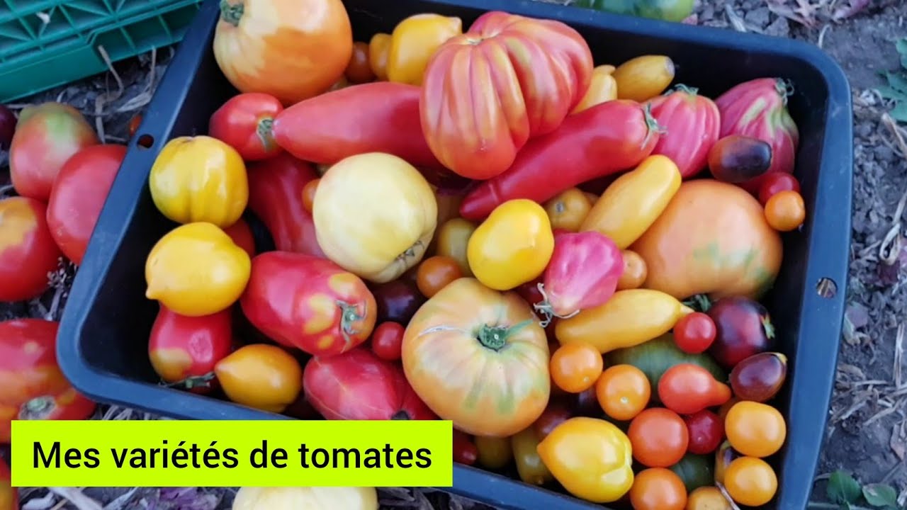 Les variétés de tomates cultivées cette saison et leur résultat 2022