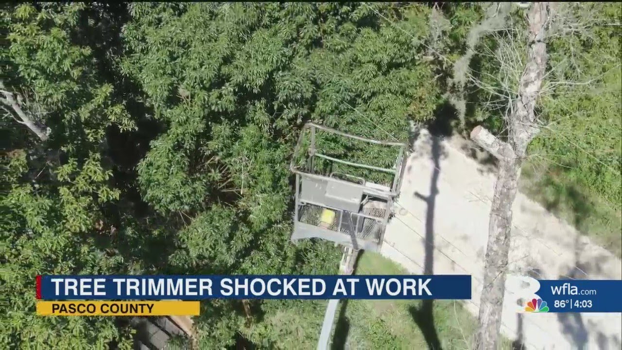 Tree trimmer in critical condition after hitting live power line in Lutz