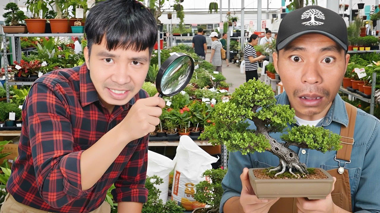 PHD - Trận Đấu Vua Cây Cảnh