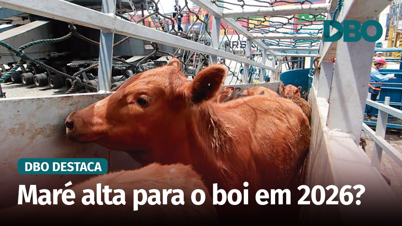 Virada do ciclo pecuário pode impactar a exportação de gado em pé?