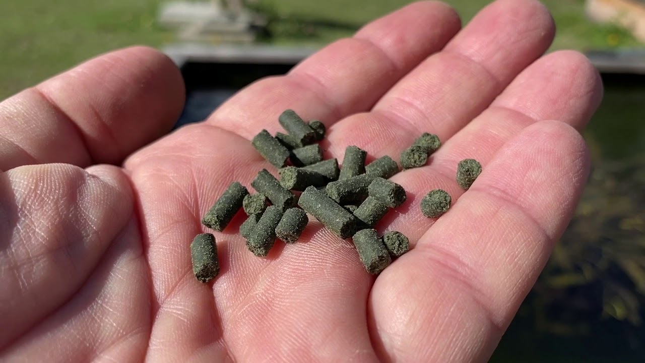 greenvet koi pro 2, una assoluta novità nel modo di alimentare le koi