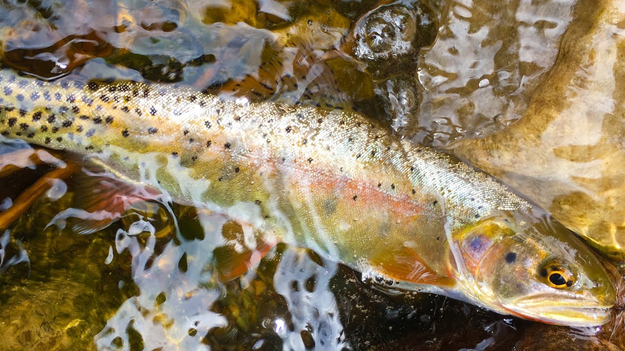 Tenkara Micro Fly Fishing On A Small Utah Stream