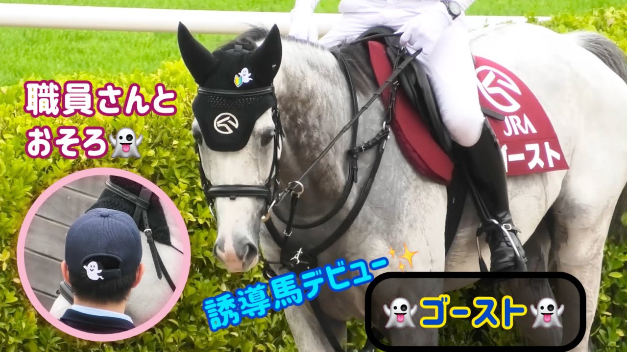【誘導馬】中山競馬場でゴーストが誘導馬デビュー！まだじっとするのが少し苦手？でもかっこよく誘導できる優等生✨👻