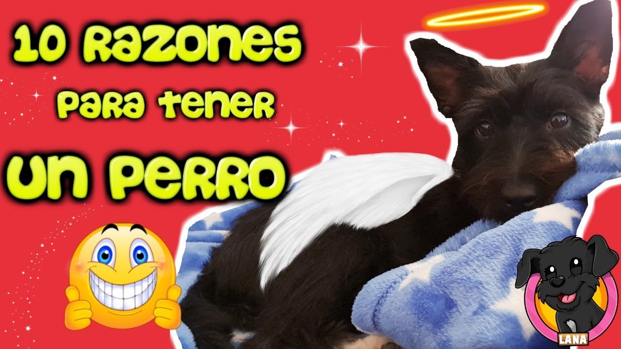 10 Razones para adoptar un PERRO PEQUEÑO como Lana