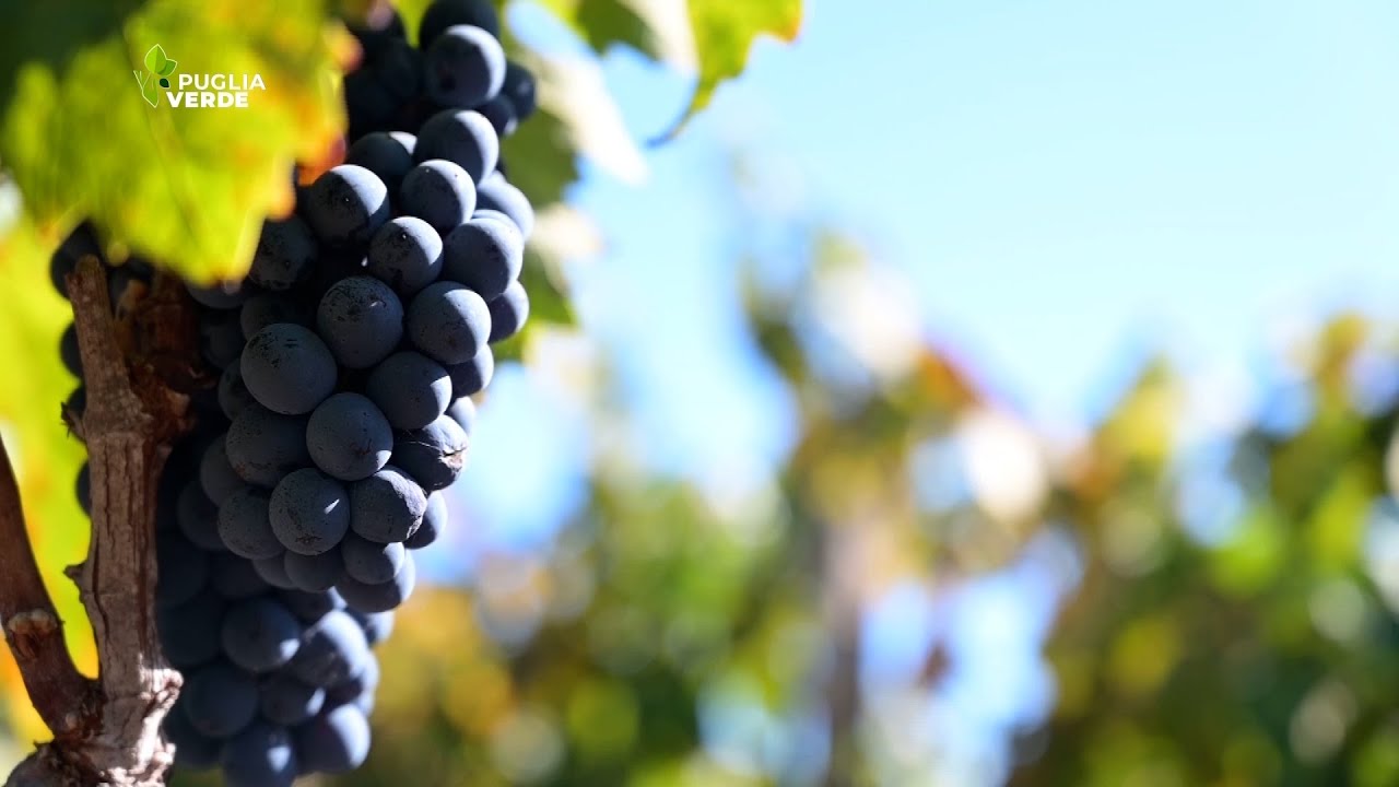 LA PUGLIA DEL VINO