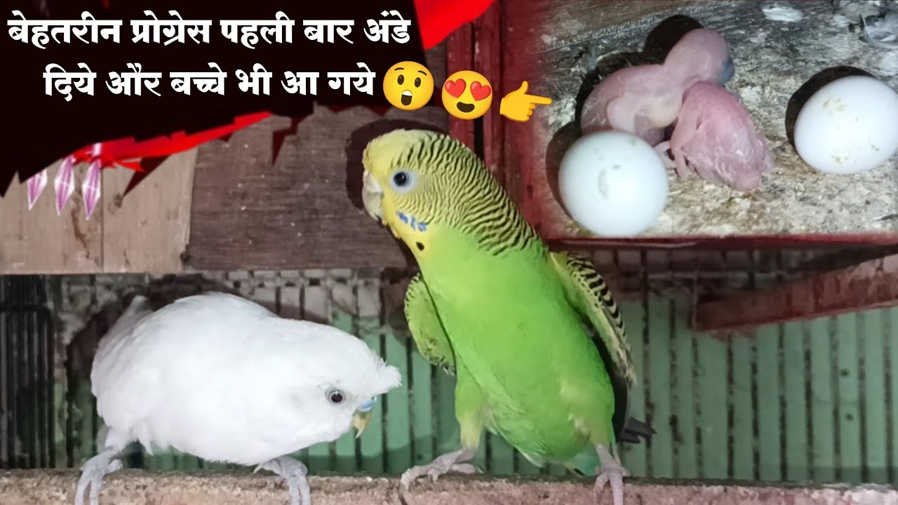 Budgies breeding progress | बेहतरीन प्रोग्रेस पहली बार अंडे दिये और बच्चे भी आ गये 😲😍