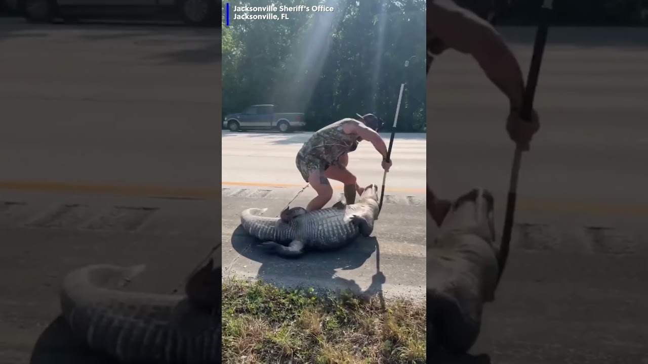 A Florida man helped wrangle up an alligator from along an interstate, all while completely barefoot