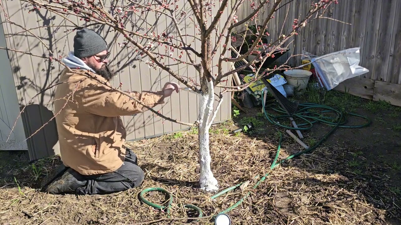 PART TWO Whitewashing our fruit trees to get ready for the season 