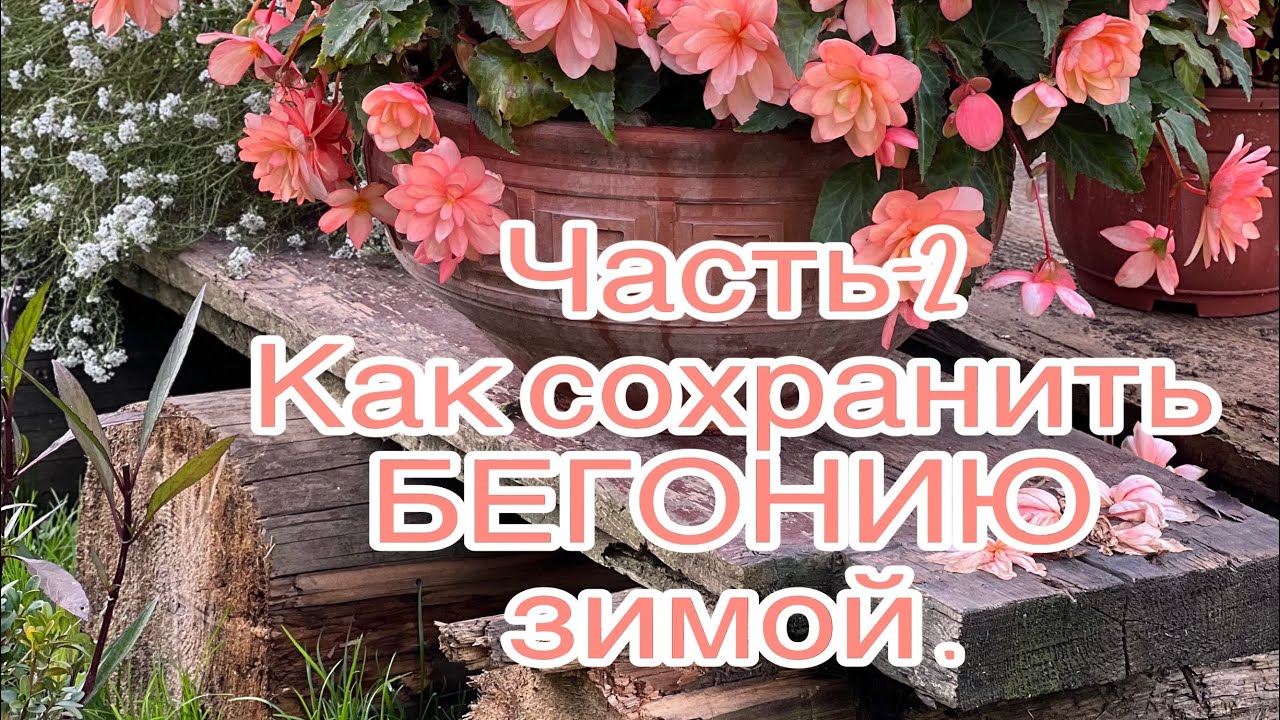 Бегония зимой часть 2 ❄️ как сохранить  маточник 🌸