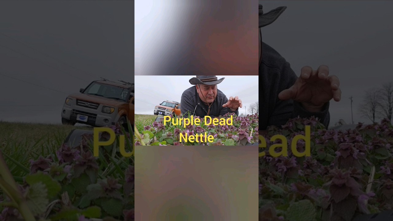 Purple Dead Nettle Is Great for An Alergy Relief Tea