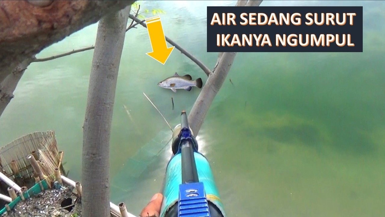 Air surut...Banyak Ikan Kakap bermunculan