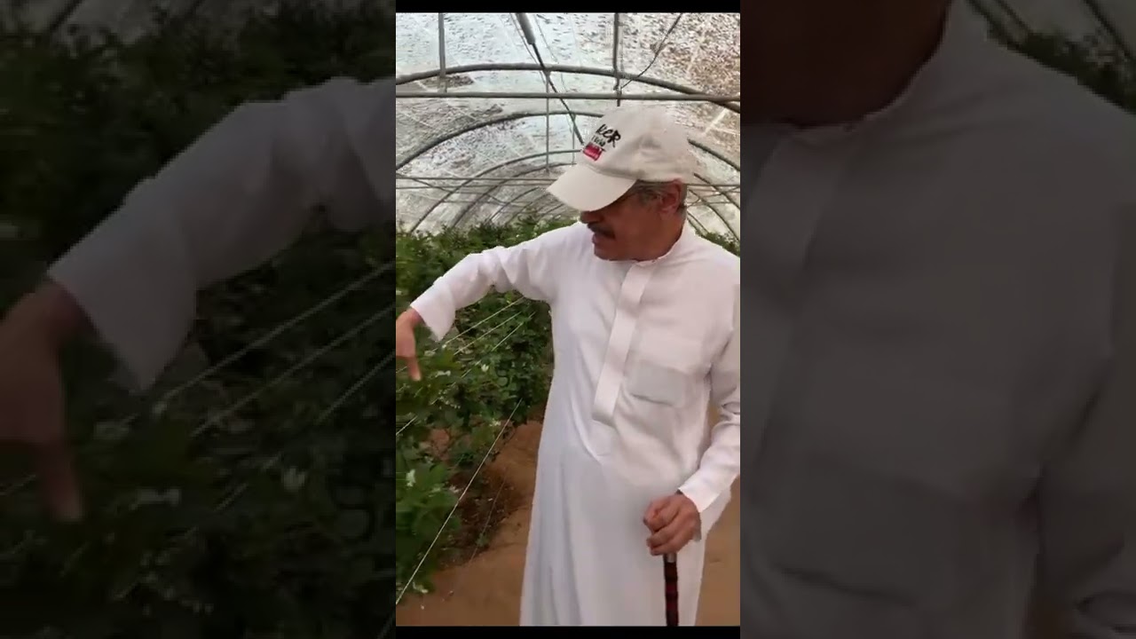 مزرعة الكعيدية للفراولة والتوت البري