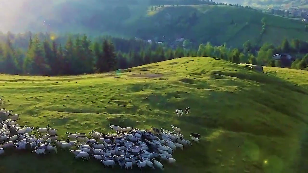 Todirica Sofia Badea-i ciobanas la munte (cover Viorica Macovei)
