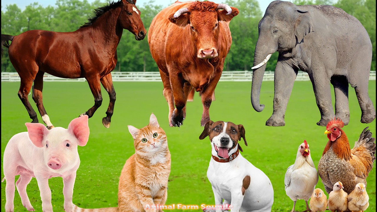Familiar Animals: Sheep, Goat, Cat, Pig, Cow, Dog, Chicken, Rabbit – Animal Video