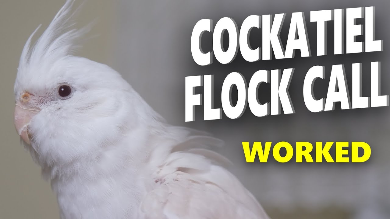 COCKATIEL FLOCK CALL
