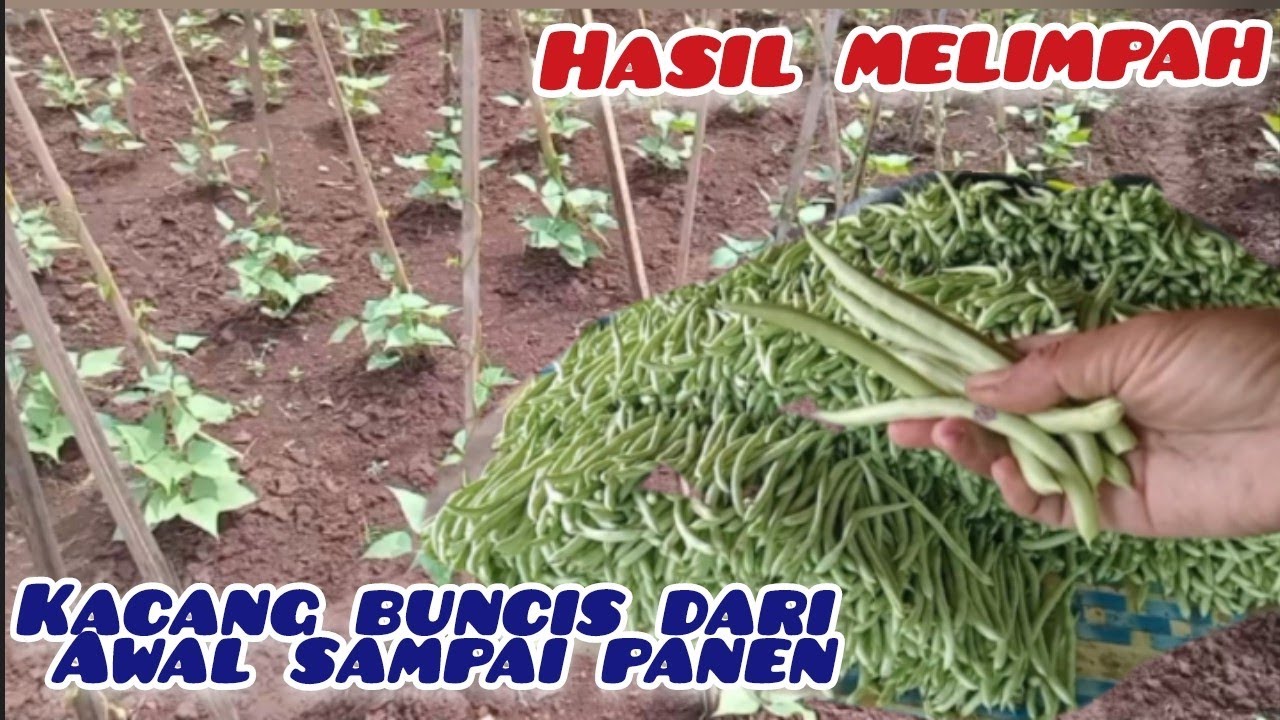 CARA MENANAM KACANG BUNCIS DAN PERAWATAN DI PERKEBUNAN DARI AWAL SAMPAI PANEN