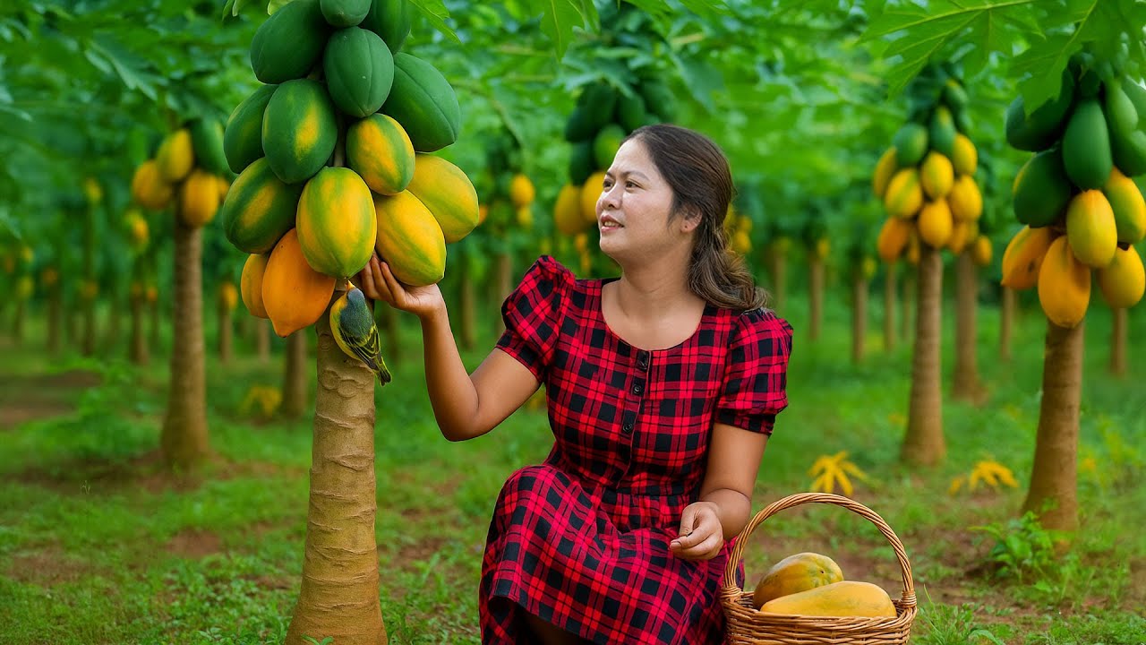 Papaya Harvesting and Papaya Recipes – Fresh Juices, Sweets and Desserts