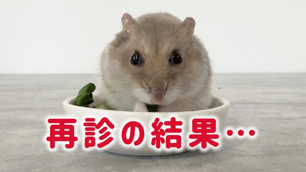 【記録】おくすりを頑張ったトトくん、再診へ|診察の結果は…
