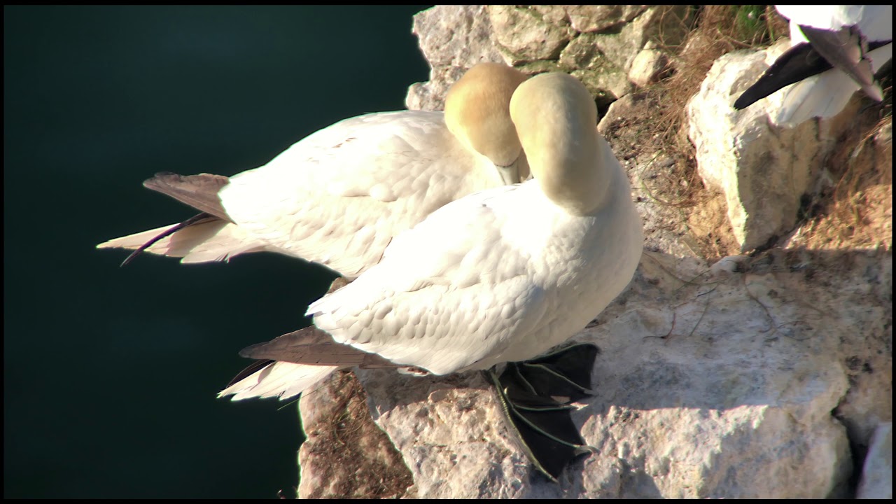 Gannet (Morus bassanus) - preening @ cliff from above @ Bempton Cliffs