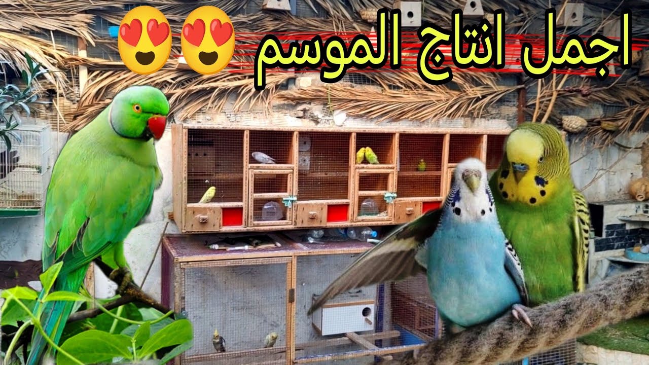 جوله داخل المحميه وانتاج الطيور 🦜🦜 فيديو ممتع #محمية #طيور 