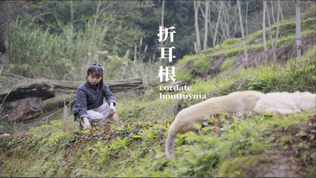 凉拌折耳根，中国饮食文化真是博大精深，折耳根还能这样吃。Houttuynia cordata