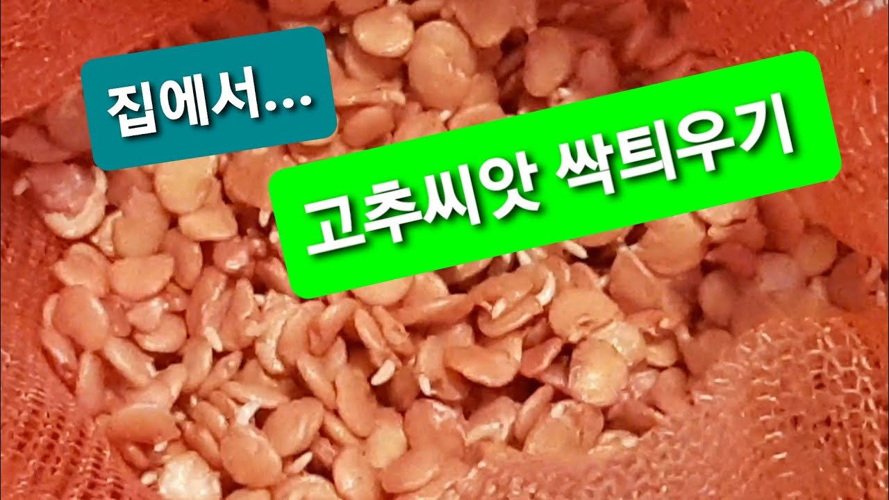 고추씨앗 집에서 싹틔우기 (발아 시키기)