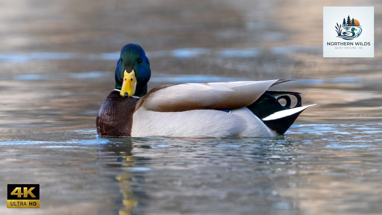 Soothing Nature Film: Life of Mallards (Minnesota 4K)