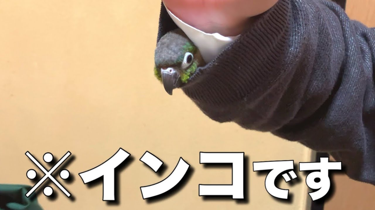 【噛みつき】ウロコインコが良い子になりました。短期間