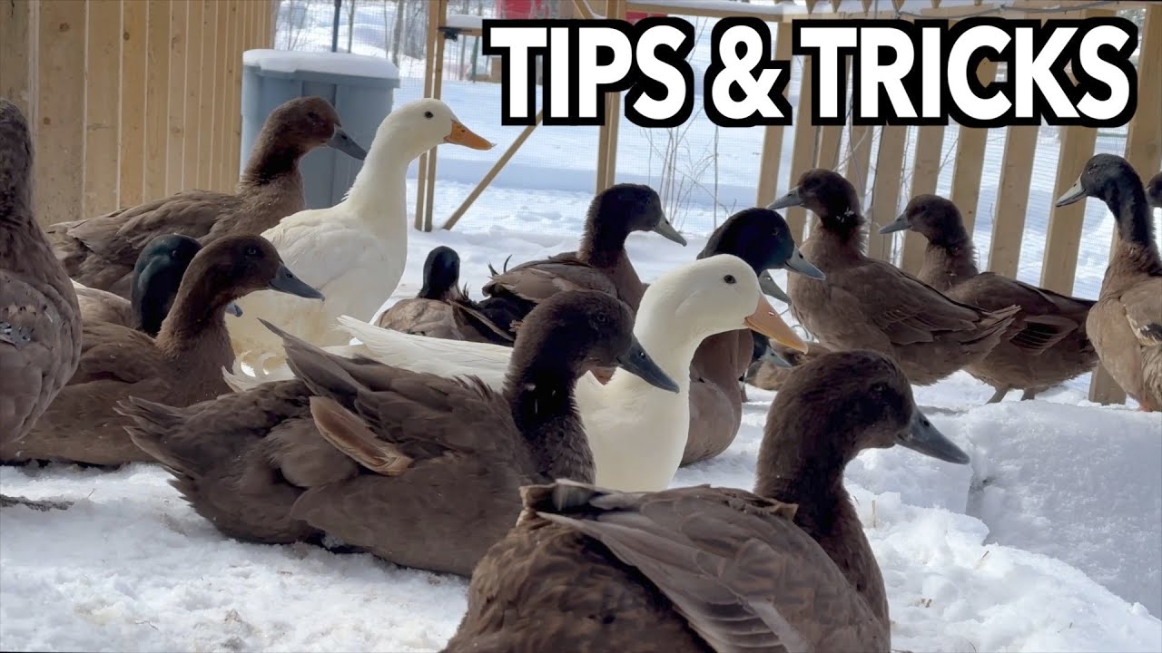 Duck Farming in a Cold Climate