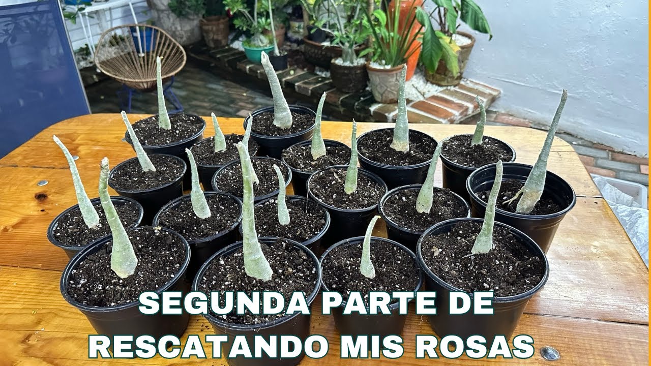 segunda parte/ Ayudando a salvar las rosas del desierto de mi amiga