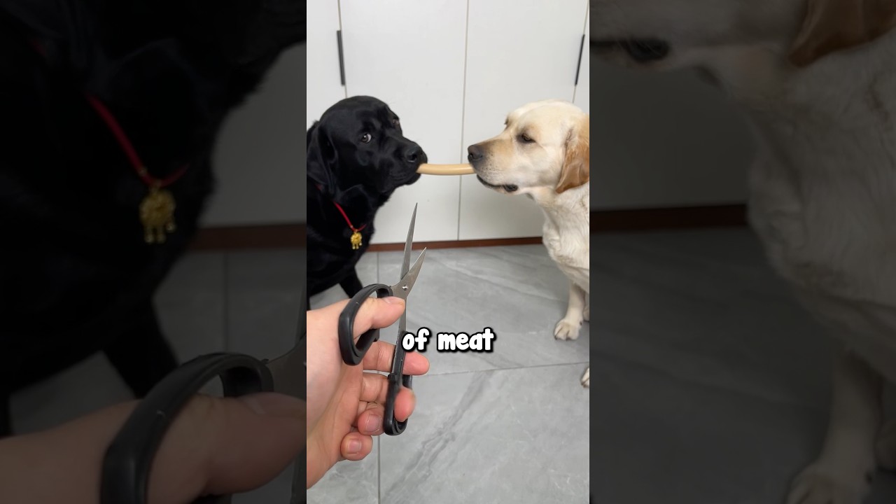 The Kindest Dog Friendship 🥹❤️