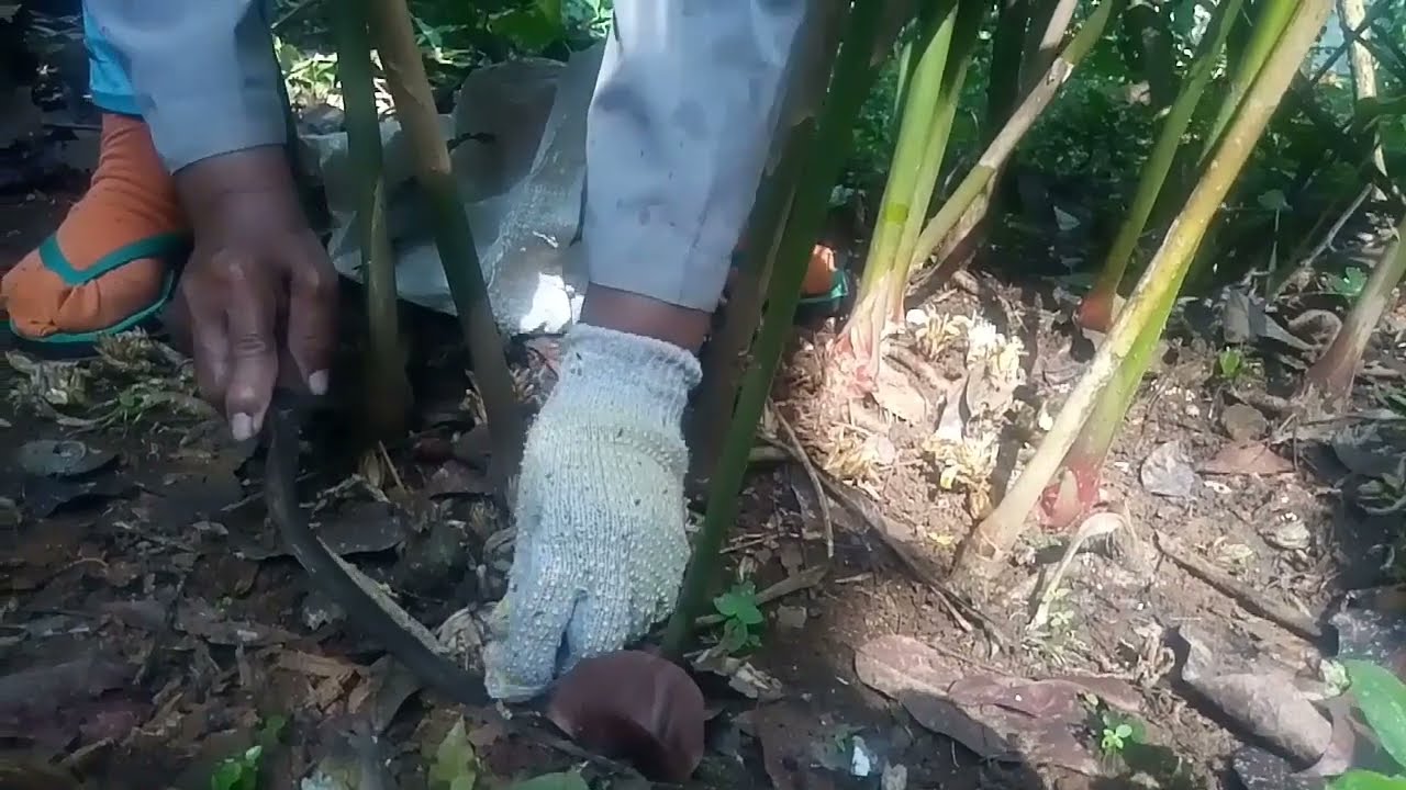 Daily - Perjalanan Metik Rempah - Rempah