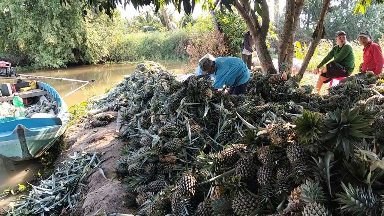 lấy khóm 🍍🍍🍍 🍍🍍 lại điếm khóm 