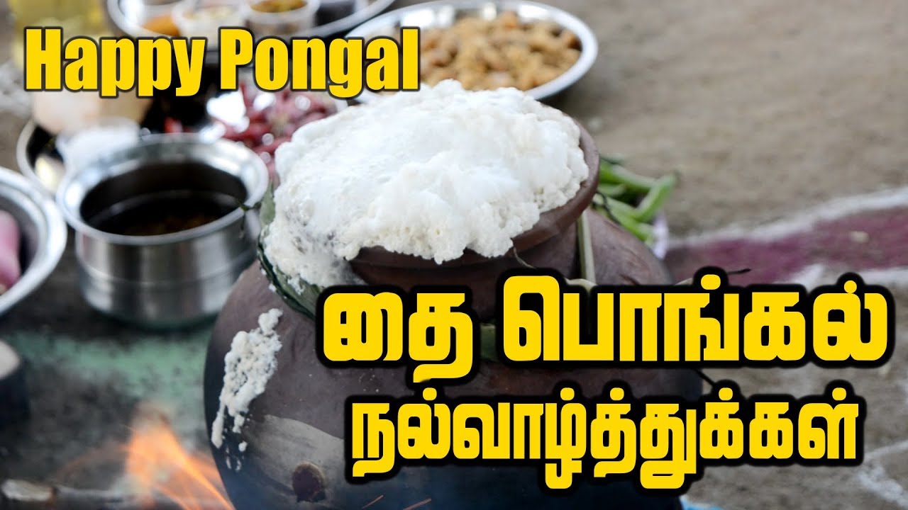 Pongal Celebration | தை பொங்கல் திருநாள் | Pongal celebration In village | Full Pongal Lunch Menu
