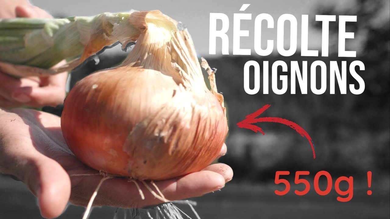 Récolte des oignons + Rendement